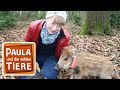 Ein Wildschwein zum Knuddeln (Doku) | Reportage für Kinder | Paula und die wilden Tiere