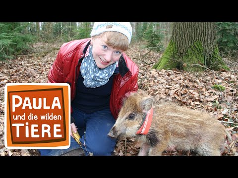 Ein Wildschwein zum Knuddeln  | Reportage für Kinder | Paula und die wilden Tiere
