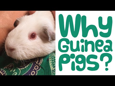 Video: 5 lý do tại sao lợn Guinea làm vật nuôi tuyệt vời