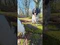 Springer spaniels hurdles!