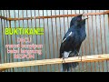 Burung Decu Wulung - Download Mp3 Suara Decu Gacor Untuk Pancingan Hobi Burung - Untuk melihat detail lagu suara pikat burung decu wulung klik salah satu judul yang cocok suara pikat burung decu, jernih dan 100% ampuh.