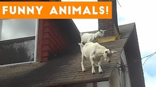 Funniest Pets of the Week Compilation October 2017 | Funny Pet Videos