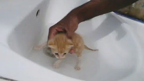 Video 3618981: cat kitten pets, kitten first bath, beautiful cats pets, love bath