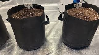 420 FastBuds Lemon Pie Auto | Strawberry Pie Auto | Wedding Cheesecake Auto. Seed to Harvest Ep 1