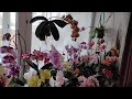 Орхидеи ❤обзор необыкновенной красоты и мой уход за цветущими орхидеями🌺