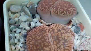 : Lithops.  ,    ?