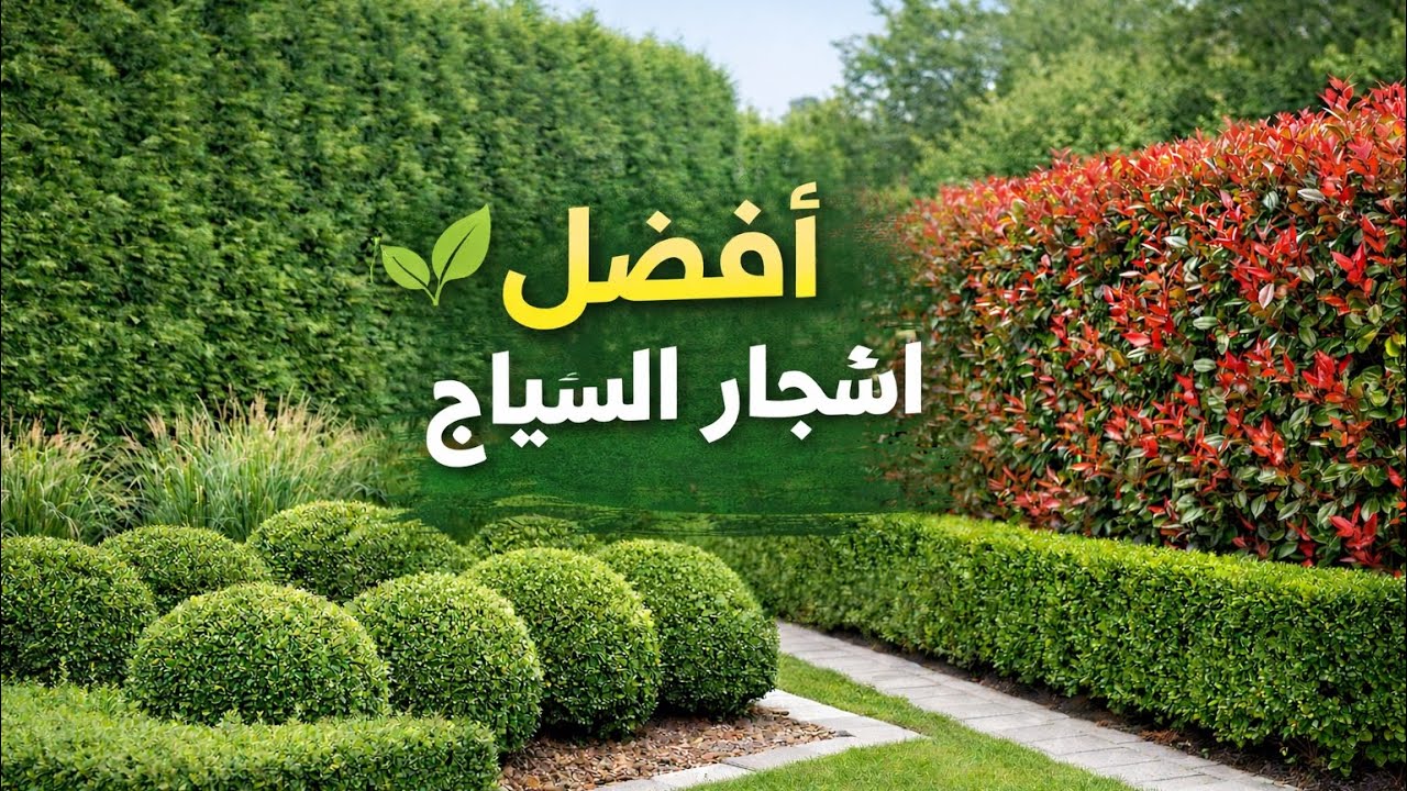 كيف تختار شجرة السياج المناسبة لحديقتك؟