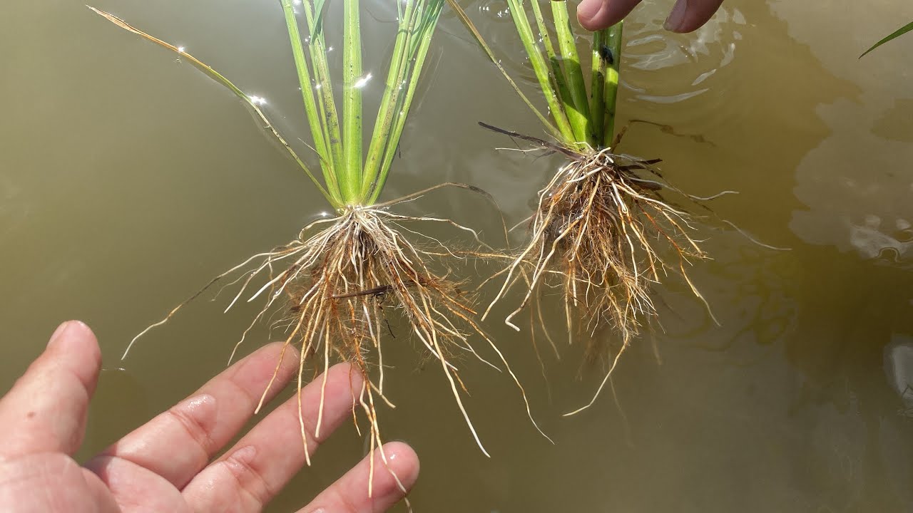 GIẢI PHÁP CHO LÚA KHOẺ TRÊN VÙNG ĐẤT PHÈN Thạnh Hoá - Long An ngày 18. ...