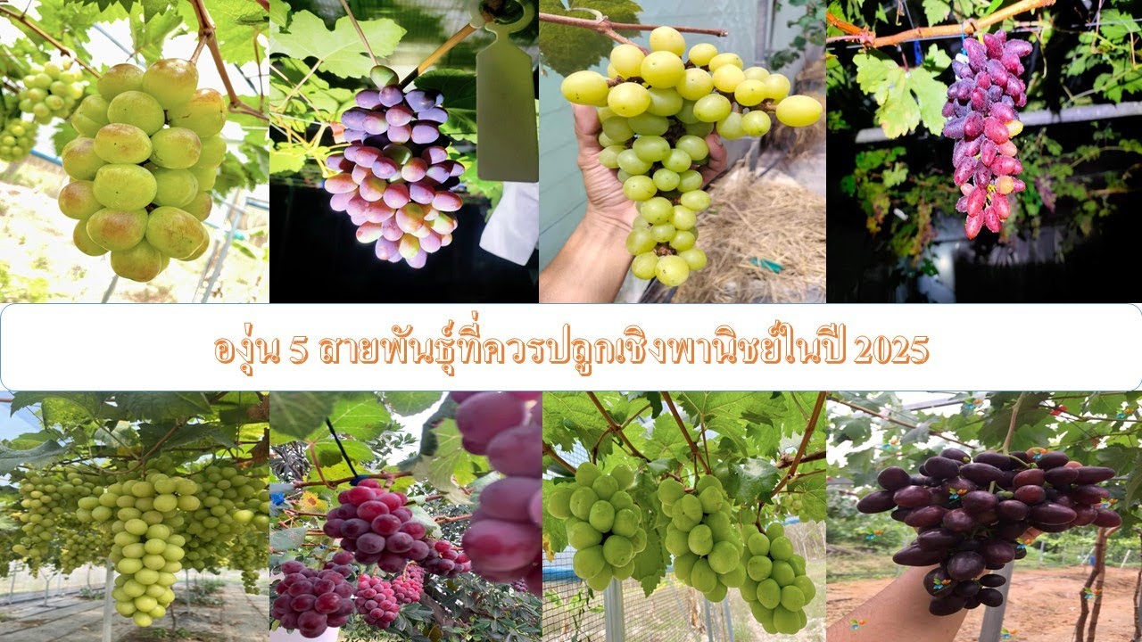 แนะนำองุ่น 5 สายพันธฺุ์ที่ควรปลูกเชิงพานิชย์ ในปี 2025