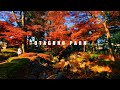 【AUTUMN IN JAPAN 2020】The Best Autumn Leaves Spots In Tokyo: Otaguro Park
