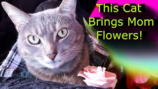 This Cat Brings Mom Flowers!