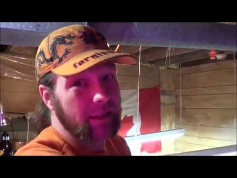 Aphids, Banana Peels and Hydrogen Peroxide hqdefault