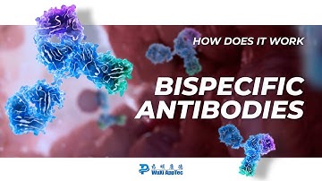 How Does It Work? | Bispecific Antibodies