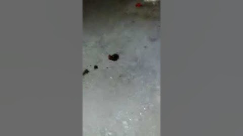 Котка яде