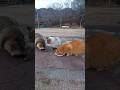 猫パンチを食らうたぬき⑩