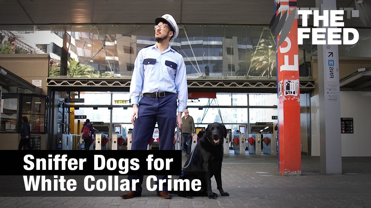 the feed contains test content Sniffer Dogs for White Collar Crime
