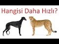 Çita ve Dünyanın En Hızlı Köpeği