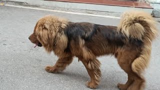 Trained Rottweiller Tibetanmastiff Germanshepherd off leash in Main market 😱😱 || Friendly dogs by The Pahadi Dogs 431 views 10 months ago 2 minutes