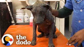Dog Who Had Turned to “Stone” Loves When His New Mom Wraps Him Up in a Towel | The Dodo