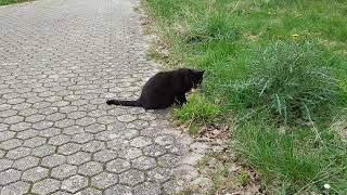 Black little cat ‍⬛ 猫が 可愛い でさ