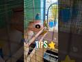 TIPS FOR BUDGIES PARROT 🦜 #youtube #birds #cute #shortvideo #shorts