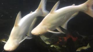 Monster Albino Iridescent Sharks