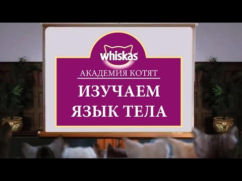 Язык тела кошек. Как понять кошку по ее жестам. Академия котят