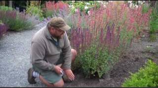 Saving Salvia Seeds