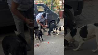 Inhe Khana Do ❤️ Ignore Mat Karo #humanity #tarunmanav #fypシ #trend #voiceless #sewa #straydogs #gzb