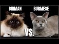 Birman Cat VS. Burmese Cat の動画、YouTube動画。
