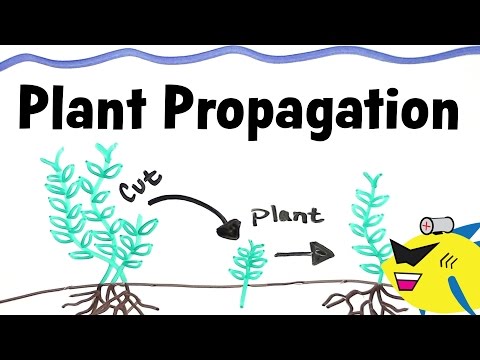 How To Propagate Aquarium Plants