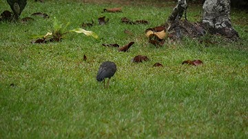 Ecuador Birdwatching: Bare-faced Ibis (Phimosus infuscatus) 1-2