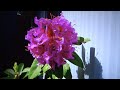 命の花道 中村美律子