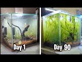 New fish tank setup  aquarium decoration ideas day 1 to day 90