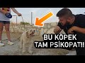 BU KÖPEĞE YANAŞACAK CESARETİ OLANA ÖDÜL!! - AŞIRI SALDIRGAN