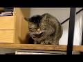 【朗報】大嫌いな飼い主がお亡くなりになりました...