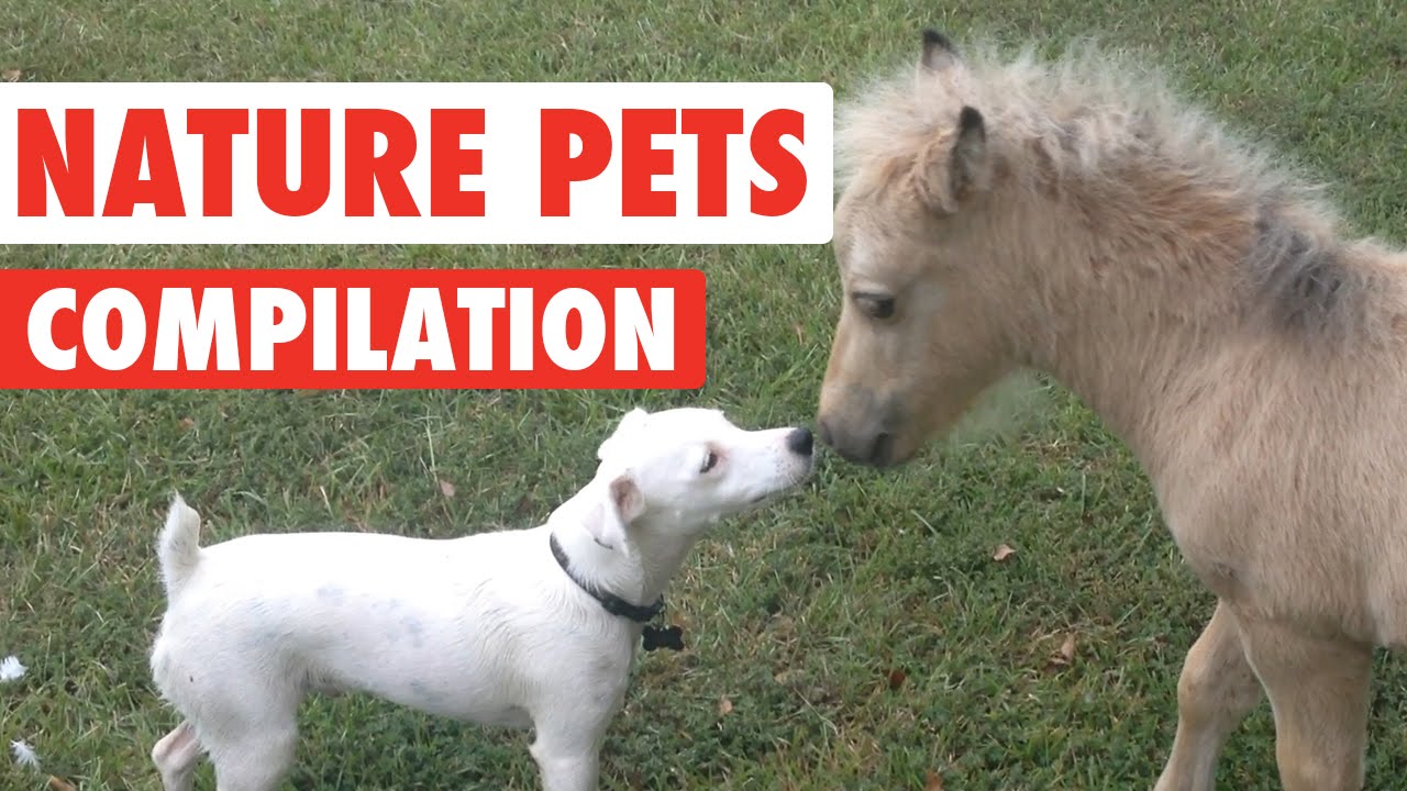 climbing colombia Nature Pets Video Compilation 2016