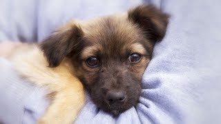 😍 Adorable Dogs 🐶 Hugging Their Friends by Funny Creatures 811 views 4 years ago 6 minutes, 31 seconds
