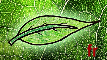 Pourquoi les feuilles chlorophylliennes sont vertes ?