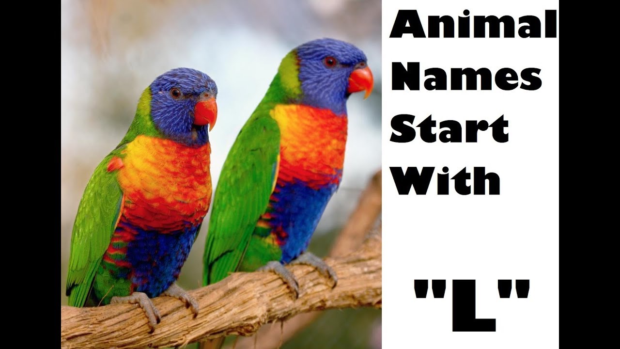NAME AN ANIMAL THAT STARTS WITH THE LETTER 