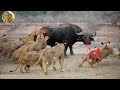 Amazing, Buffalo vs Lions, A Buffalo Escaped 17 Lions Miraculously