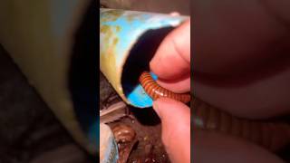 Rush catch Giant Millipede in the hole bathroom with scroll up #insects #outdoor #millipede #shorts