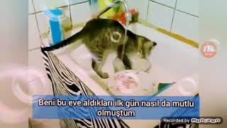 ev isi yapan kediler