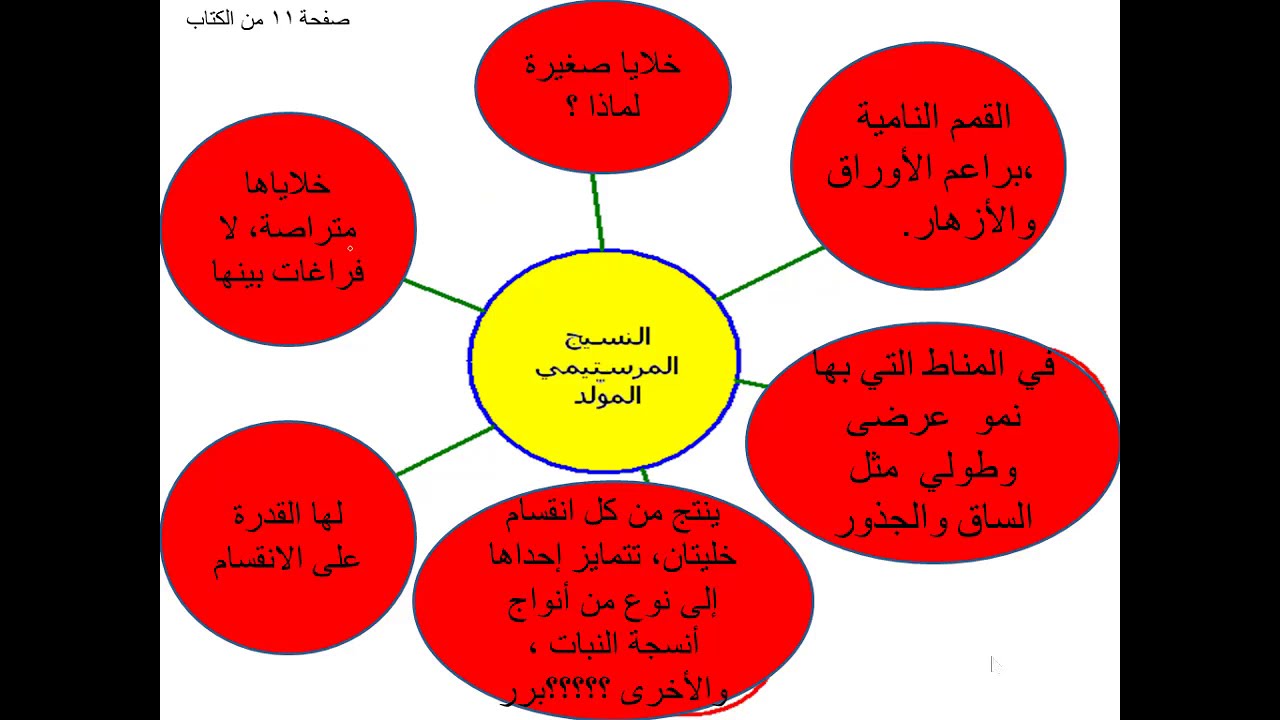 2 أحياء أول علمي: النباتات مغطاة البذور، الأنسجة، النسيج المرستيمي