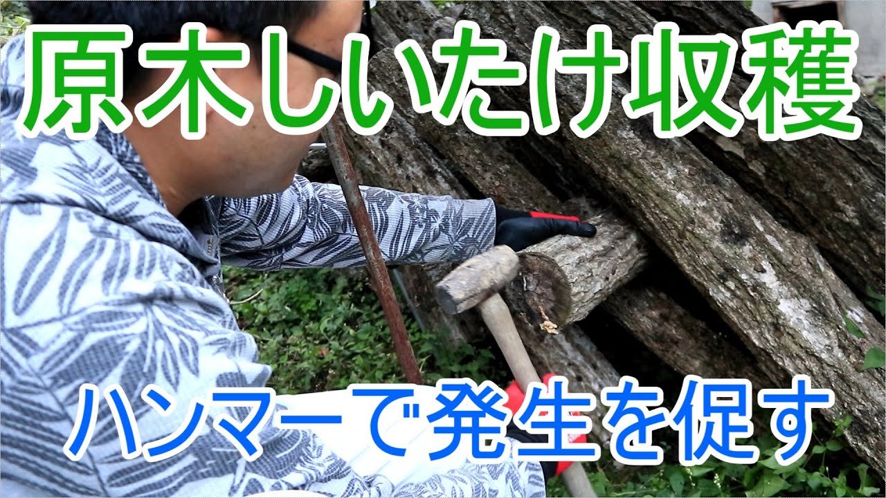 原木しいたけ収穫 しいたけの発生を促すやり方 - YouTube