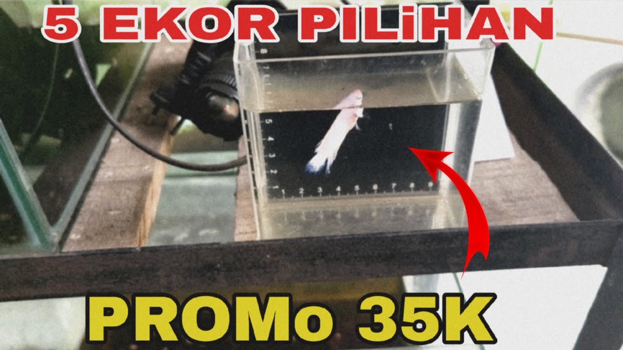 Masih promo Betta fish ‼️