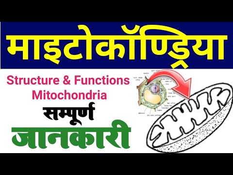 mitochondria | mitochondria structure and function in hindi | maitrokandriya ki sanrachna karya khoj