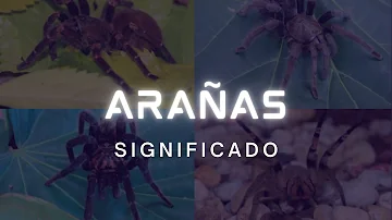 ¿Quién es la araña espíritu?