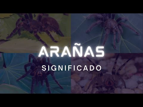 Video: ¿Qué significa araña espiritualmente?