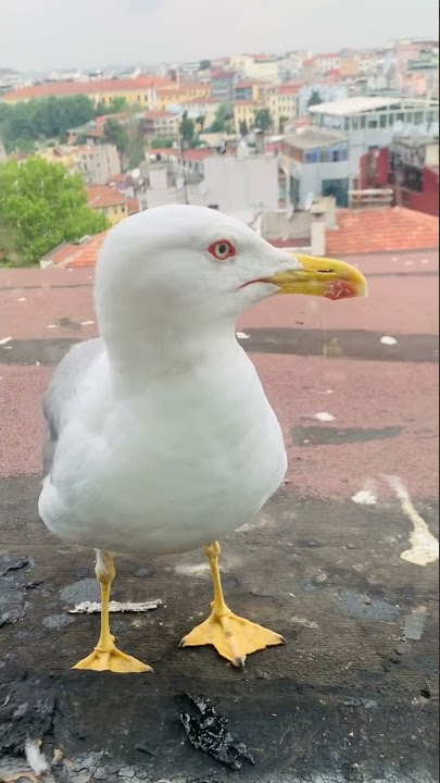 Istanbul Fake Market Spree in Kadıköy 2019